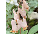 Dicentra cucullaria Pink Punk