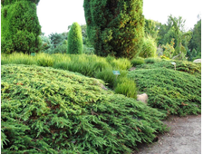 Можжевельник обыкновенный Green Carpet