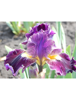 ОБЛИВИОН (OBLIVION) Смит '03