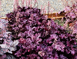 Гейхера гибридная "Форевер Перпл" С1
