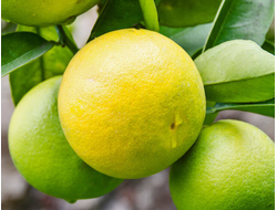 Бергамот (Citrus bergamia) (5 мл) - 100% натуральное эфирное масло