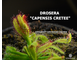 Drosera "Capensis Cretee"