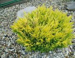 Лайм Глоу можжевельник горизонтальный(Juniperus horizontalis Lime Glow)