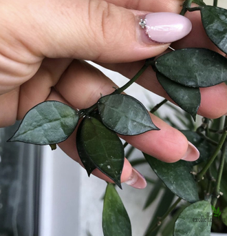 Hoya Lacunosa "Rebecca"