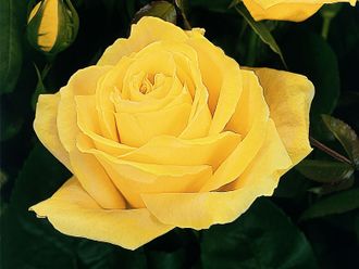 Дуфтголд, Ч/Г, Tantau Дуфтголд, Ч/Г, Tantau