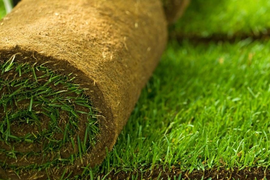 Рулонный газон