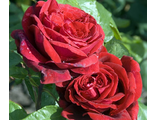 Роза чайно-гибридная Ботеро (Botero)