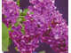 Сирень обыкновенная Конго (Syringa vulgaris Congo)