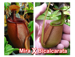 Nepenthes Hybrid Bicalcarata X Mira - Непентес гибридный Бикалкарата Х Мира