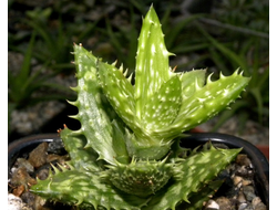 Aloe juvenna - черенок