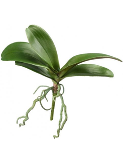 Листья Орхидеи Фаленопсис средние с корнями
