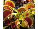 Dionaea muscipula Uk-2