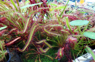 Drosera Capensis Red Leaf