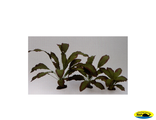 81008-13 Растение Эхинодорус Розеа
