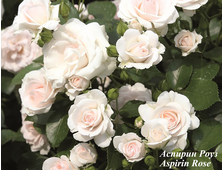 0174 Осень2022 Аспирин Роуз Aspirin Rose (флор.)