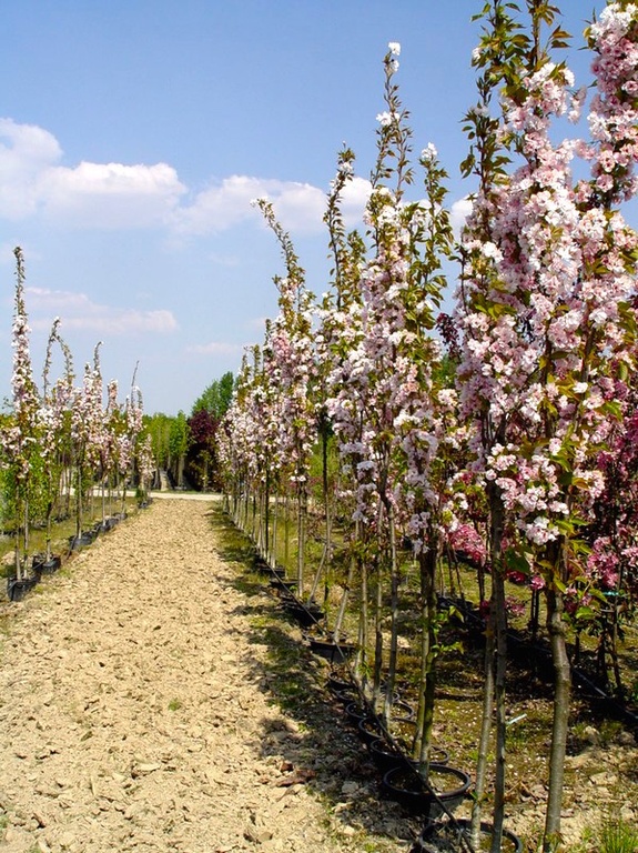 ВИШНЯ - Вишня мелкопильчатая Amanogawa (Сакура)