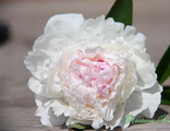 Paeonia Mme de Verneville