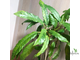 Ficus Racemosa Gold variegata / фикус ракемоза вариегатный желтый