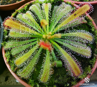 Drosera "Сapensis x Aliciae"