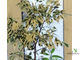 Ficus benjamina ‘Starlight’ / фикус старлайт
