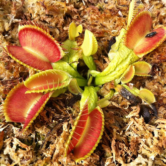 Dionaea muscipula "Schuppenstiel"