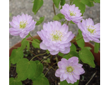 Anemonella thalictroides “Pink Diamant”