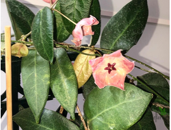 Hoya Patella Pink