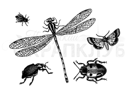 Бабочки, стрекозы и жуки