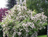 Дейция шершавая/Deutzia scabra(40-60/3л)