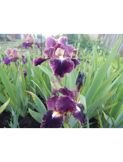 МАЙКРО  БЁРСТ  (MICRO  BURST), Таско '09