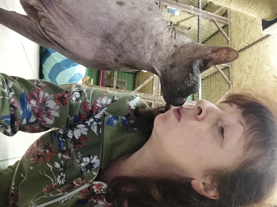 Сфинкс Амур