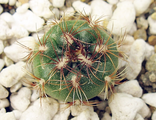 Gymnocalycium mesopotamicum