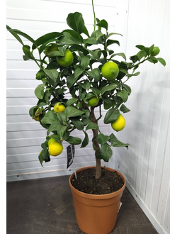 Купить цитрусовое дерево, лимон в горшке, лимон в горшке, горшечные растения