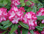 Эрапшн рододендрон гибридный (Rhododendron hybrid Eruption)