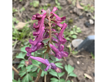 Corydalis solida “Гвардеец”