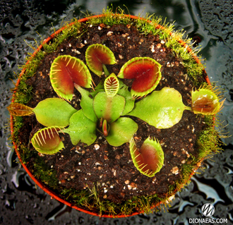 Dionaea muscipula Cupped trap