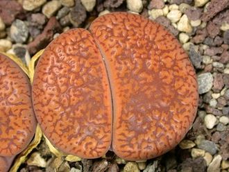 Lithops aucampiae C255 - 10 семян