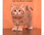 Litter A - /sold/ ПРОДАНЫ!