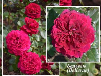 Роза Чайно-гибридная сорт   Бельвью (Bellevue)