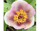 Paeonia litvinskya