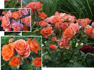 Бордюрные розы - Сорт Алегрия (Alegria)