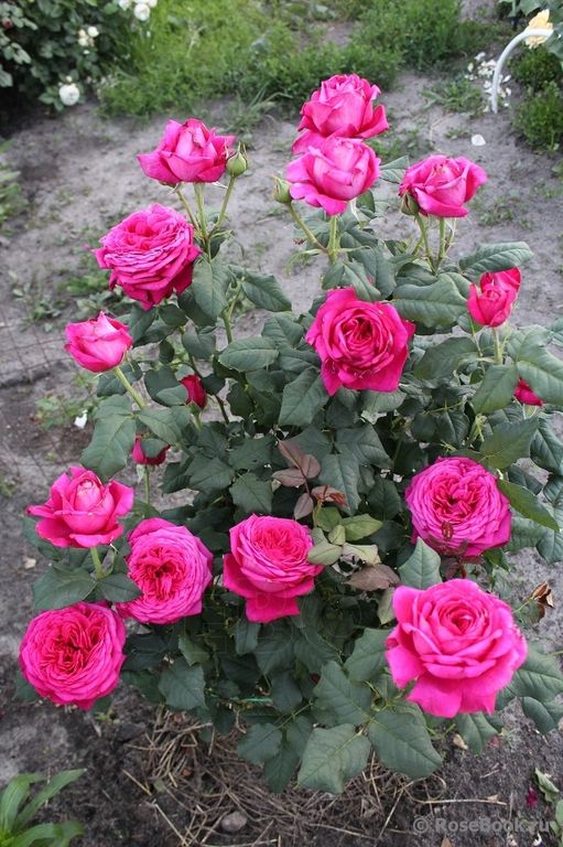 Johann Wolfgang von Goethe Rose ( Иоганн Вольфганг фон Гете )