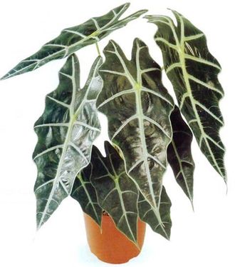 Горшечное растение (№12 014) Алоказия "Bambino"