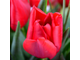 Букет «Красные тюльпаны»