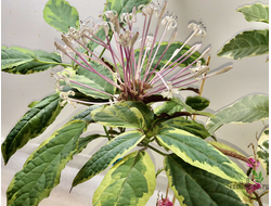 Clerodendron Qadriloculare Variegated / Клеродендрум фейерверк вариегатный