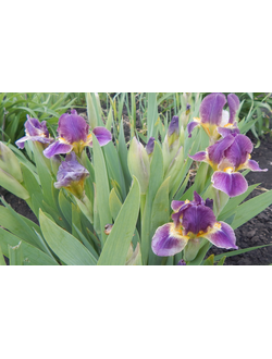 ВАСИЛЬКОВЫЕ СНЫ SDB,32 см,  ML