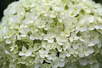 Анабель гортензия  древовидная(Hydrangea arborescens Annabelle)