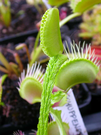 Dionaea muscipula "Schuppenstiel"