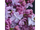 Сирень кустовая Катерина Хавемейер (Syringa vulgaris Katherine Havemeyer)