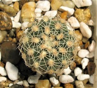 Gymnocalycium bruchii ssp. lafaldense VG 335